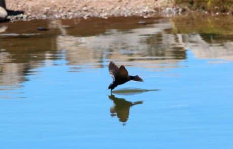 Golondrina-negra-1200-678