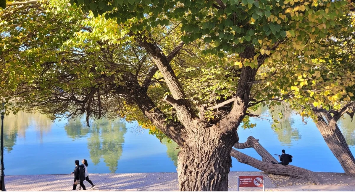 arboles