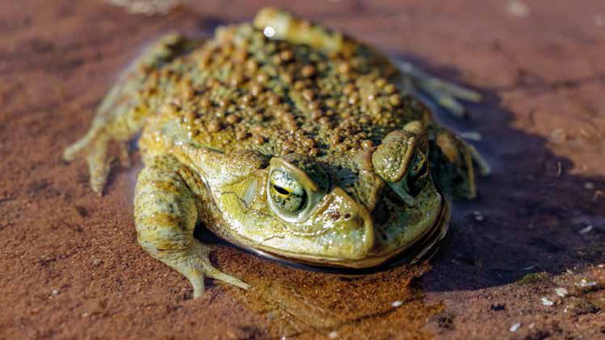 Sapo