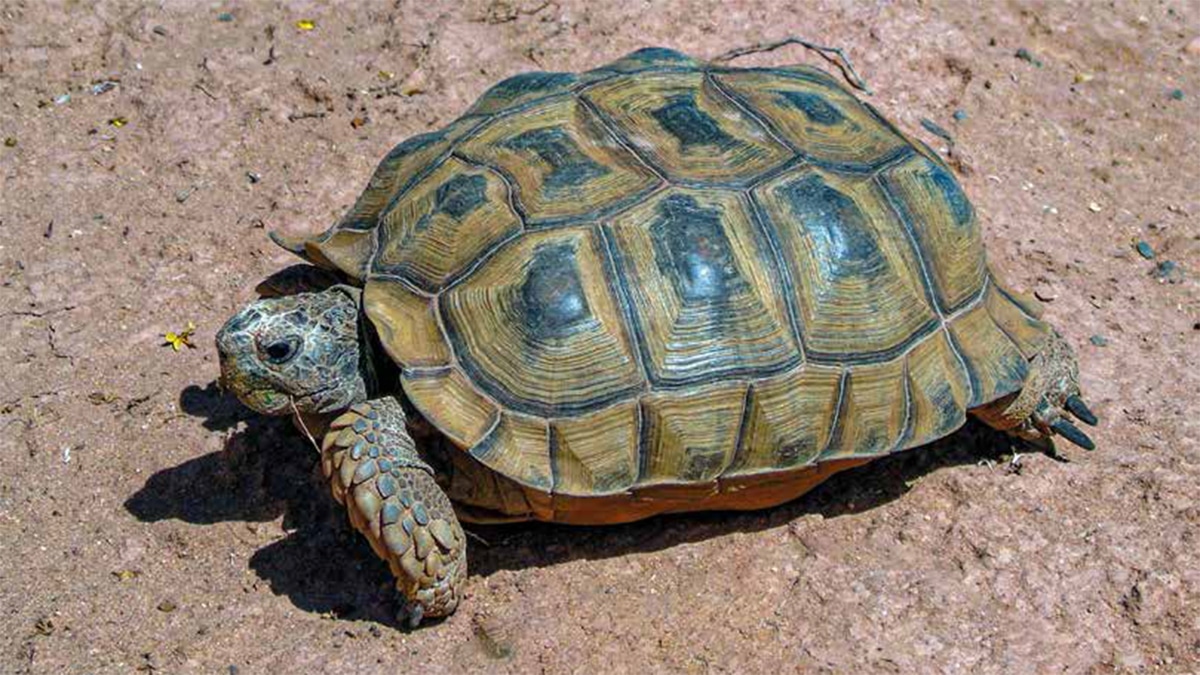 herpetofauna geologos asociados